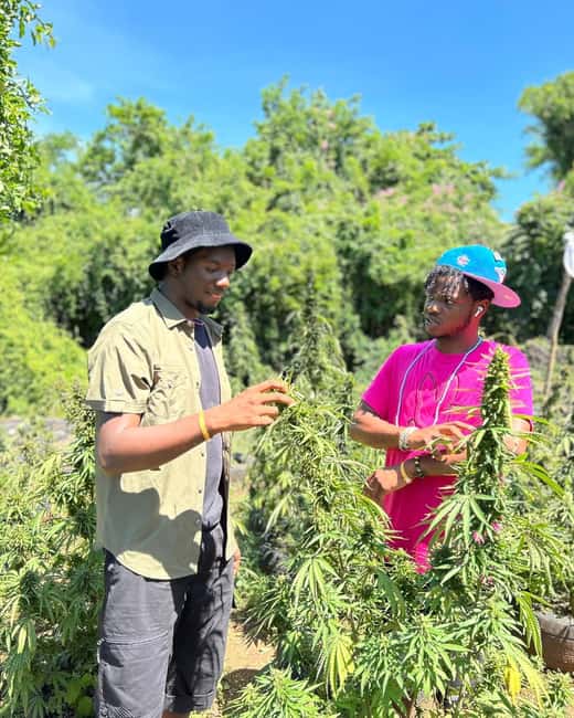Montego Bay: Cannabis Farm, Bamboo Rafting, & Foot Massage - Who will enjoy this experience most