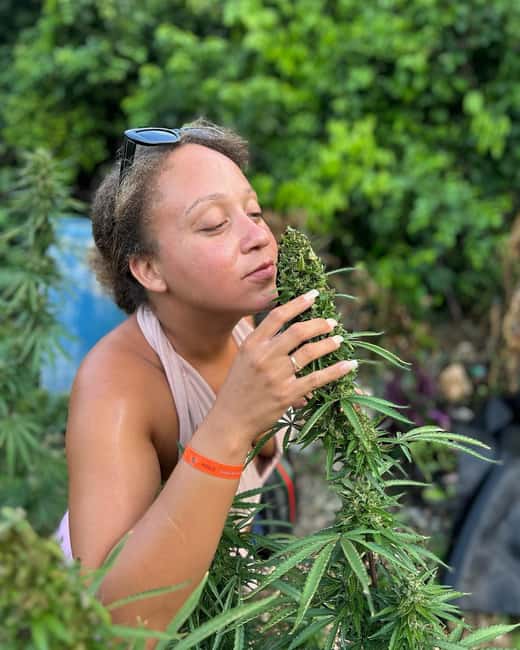 Montego Bay: Marijuana Farm and Bird Sanctuary Tour - Key points at a glance