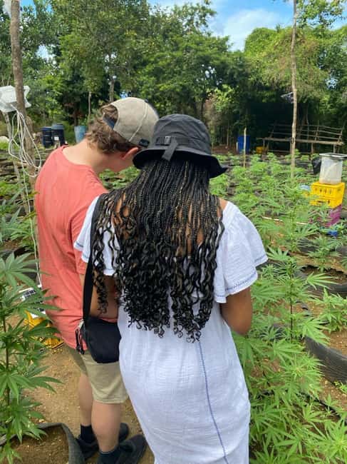 Montego Bay: Marijuana Farm and Bird Sanctuary Tour - Who will enjoy this, and who should skip it?