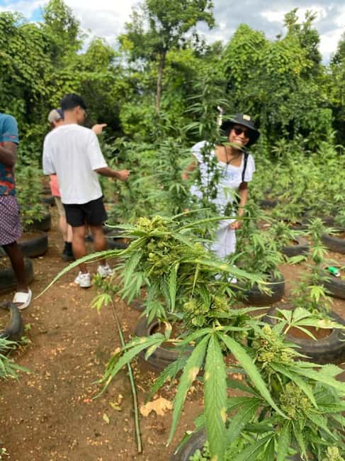 Montego Bay: Marijuana Farm and Bird Sanctuary Tour - At the cannabis nursery: what you will see