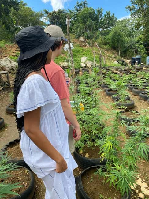 Montego Bay: Marijuana Farm and Bird Sanctuary Tour - Food on the way back to your hotel