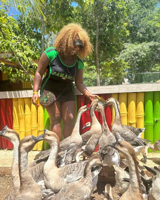 Montego Bay: Marijuana Farm and Bird Sanctuary Tour - How to plan your three hours
