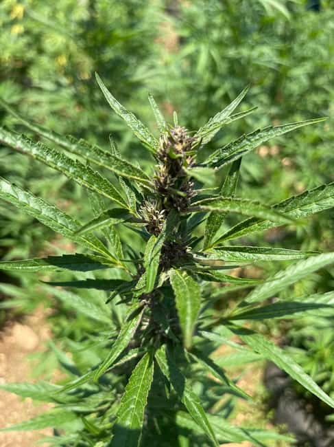 Montego Bay: Marijuana Farm Private Tour with Transportation - Sampling extracts, infusions, and other farm products
