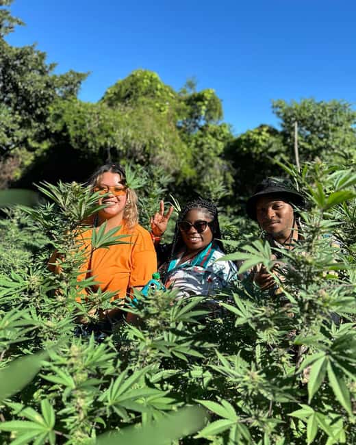 Montego Bay: Marijuana Farm Private Tour with Transportation - Why the private format helps