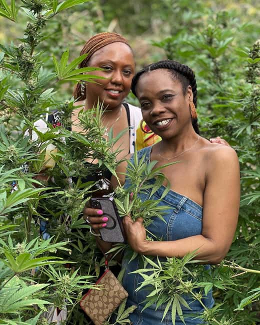 Montego Bay: Marijuana Farm Private Tour with Transportation - Price, timing, and practical value