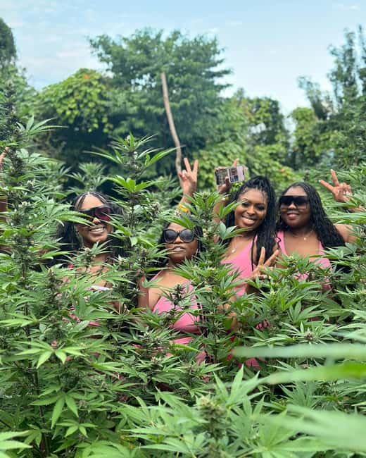 Montego Bay Marijuana Farm Tour - Photos among the rows