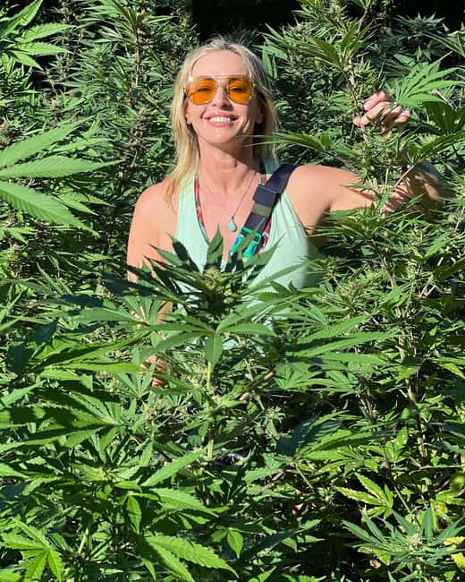 Montego Bay Marijuana Farm Tour - The possible harvest sample