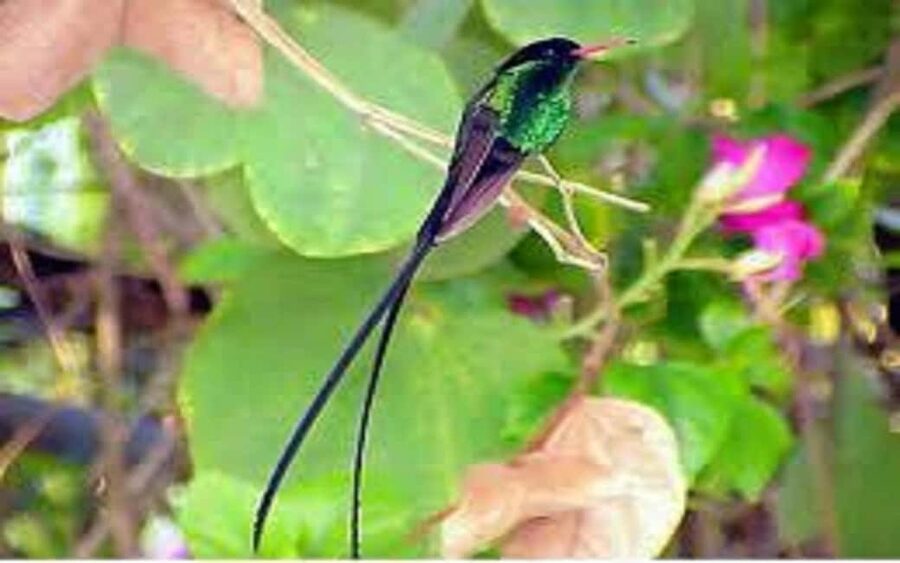 Montego Bay: Private Rocklands Bird Sanctuary Trip - From Montego Bay to Anchovy in about 45 minutes
