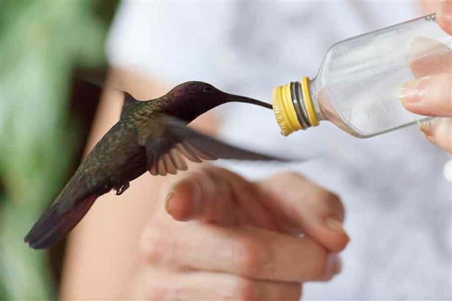 Montego Bay: Private Rocklands Bird Sanctuary Trip - The two-hour guided walk beyond the feeders