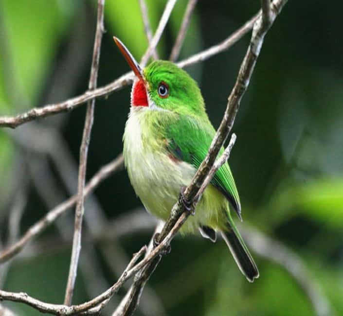 Montego Bay: Private Rocklands Bird Sanctuary Trip - Why the private format matters for families and birders