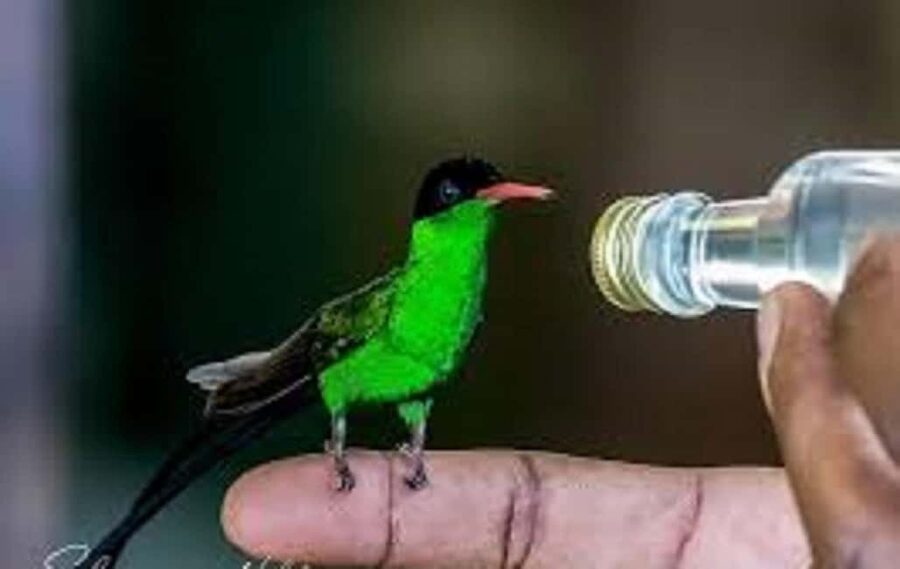 Montego Bay: Private Rocklands Bird Sanctuary Trip - Who should book the Rocklands experience