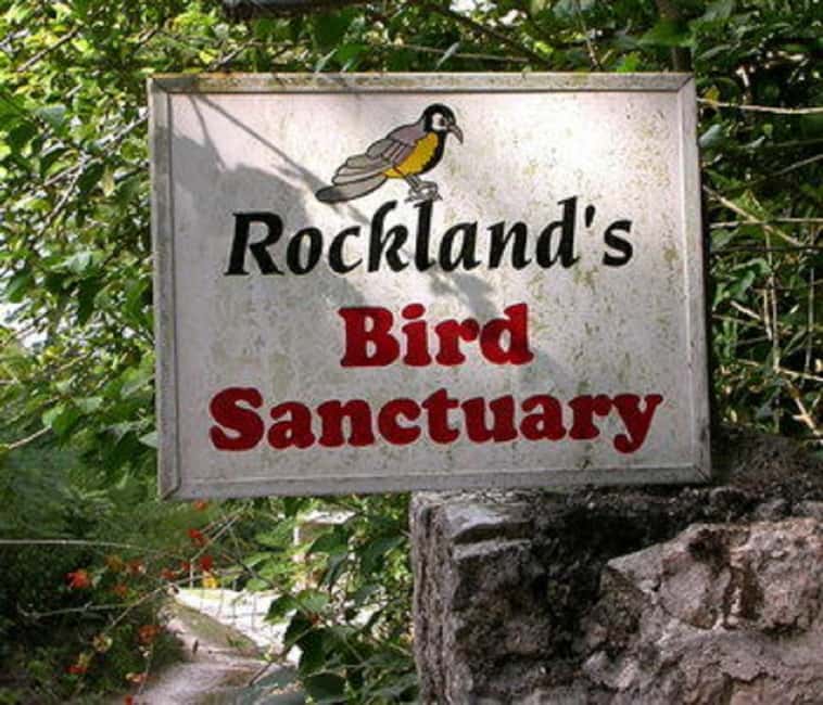Montego Bay: Private Rocklands Bird Sanctuary Trip - Should you book this Montego Bay bird trip?