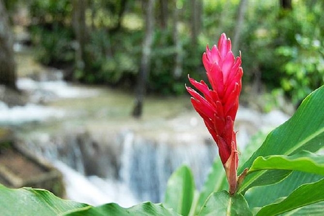 Montego Bay to Dunn's River Falls Half-Day Trip - The guide can make or break the day