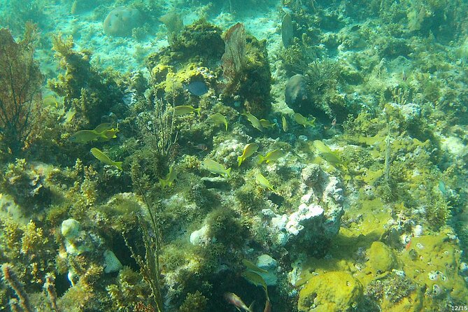 Negril Glass Bottom Boat Tour Snorkeling and Booby Cay - Practical tips for a smoother outing