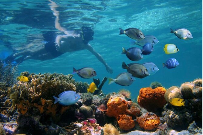 Negril Glass Bottom Boat Tour Snorkeling and Booby Cay - One hour at Med Reef
