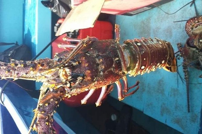 Negril Lobster Lunch on Booby Cay & Snorkeling To a Sunken Cannon - Booby Cay, a tiny island with a big lunch