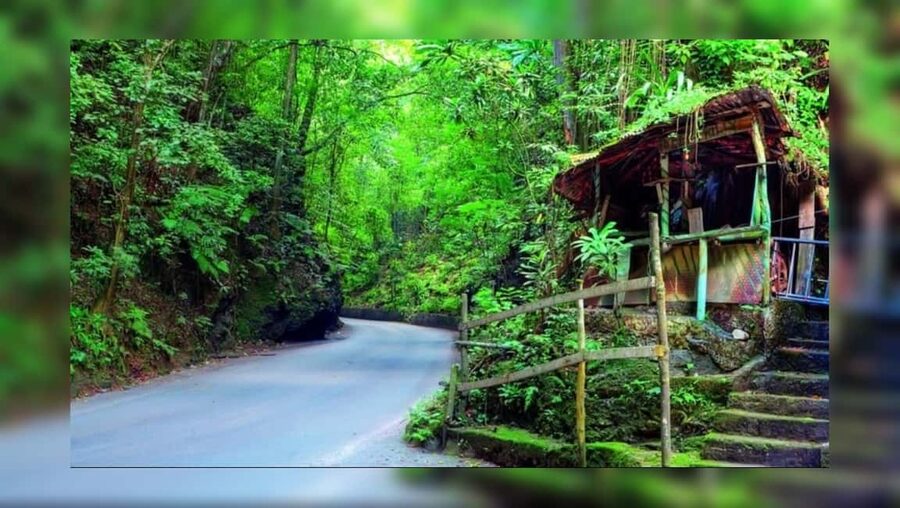 Ocho Rios: Guided Sightseeing Tour - Fern Gully, the green road through the hills