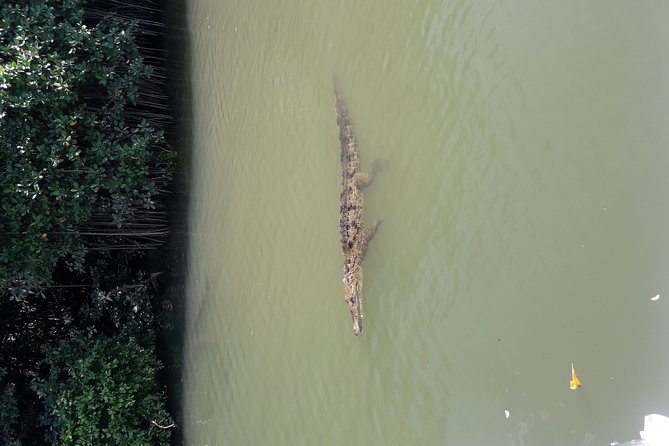 Private Black River Safari Tour from Montego Bay - What the private format changes