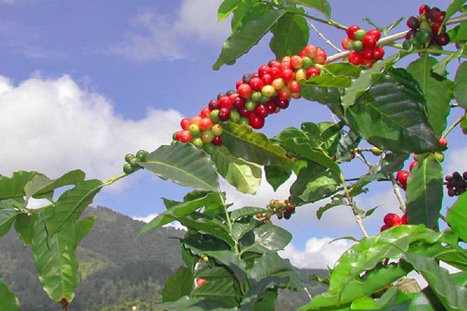 Private Blue Mountain tour from Ocho Rios - Entering the coffee-growing hills