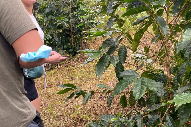 Private Blue Mountain tour from Ocho Rios - Who should book this Blue Mountain tour?
