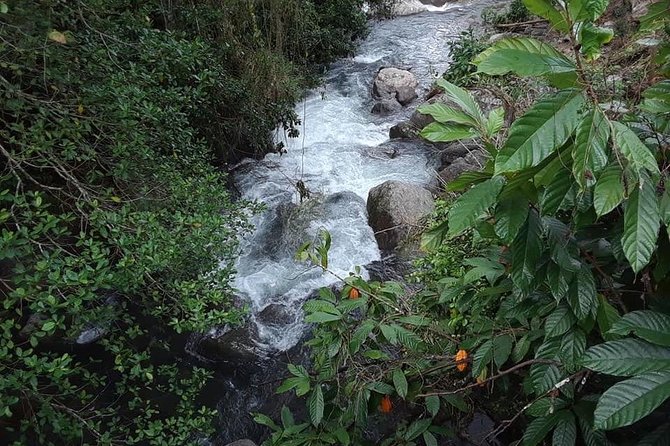 Private Blue Mountain tour from Ocho Rios - Fresh-ground coffee and lunch