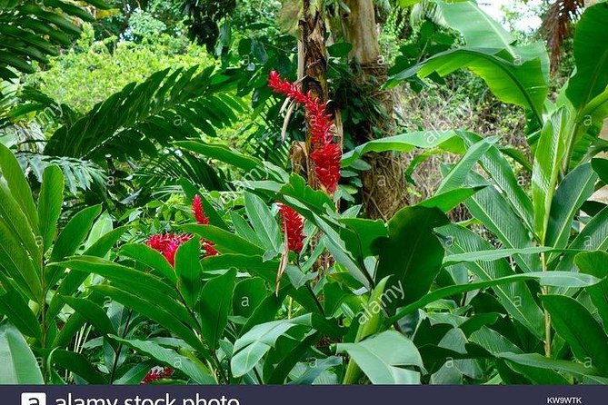 Private Combo Tour From Ocho Rios To Blue Hole & Konoko Falls - Blue Hole: swimming, rope swings, and optional jumps
