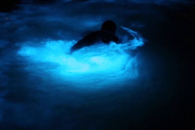 Private Guided Night Tour of Luminous Lagoon in Montego Bay - Why the Luminous Lagoon Feels So Unusual