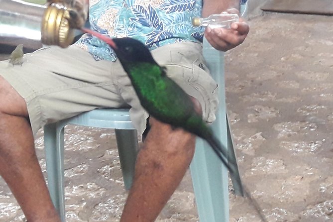 Private Rockland Bird Sanctuary Tour from Montego Bay - Why the hummingbird encounter matters