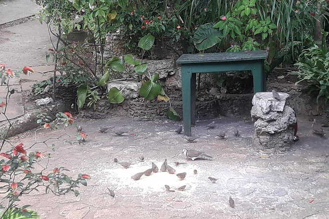 Private Rockland Bird Sanctuary Tour from Montego Bay - Price and what you receive for $110