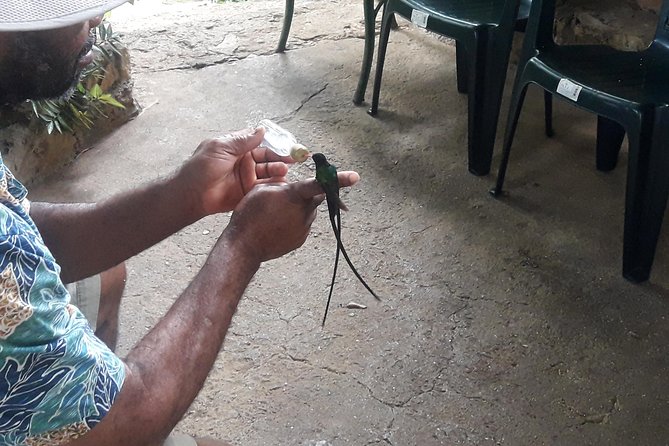 Private Rockland Bird Sanctuary Tour from Montego Bay - Timing, clothing, and physical comfort