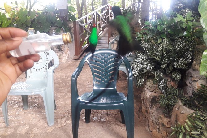 Private Rockland Bird Sanctuary Tour from Montego Bay - Why the private format can be worth it