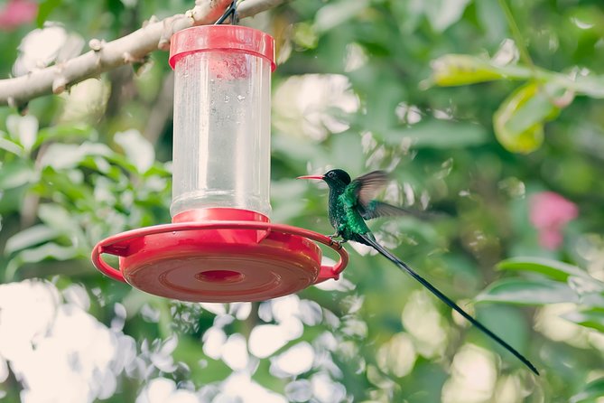 Private Rockland Bird Sanctuary Tour from Montego Bay - One hour among hummingbirds and garden plants