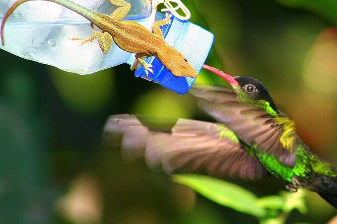 Rockland Bird Sanctuary plus Montego Bay Highlights & Shopping Private Tour - Three hummingbird species in one Jamaican stop