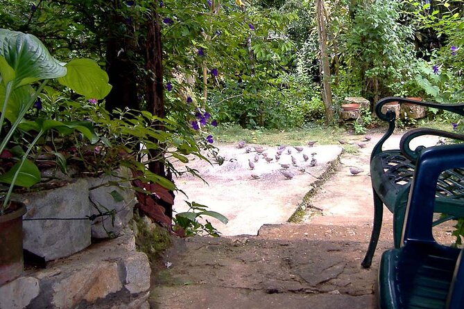 Rockland Bird Sanctuary plus Montego Bay Highlights & Shopping Private Tour - What happens at the sanctuary