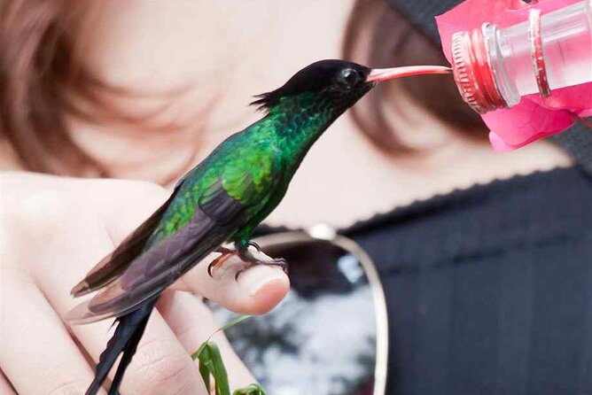 Rockland Bird Sanctuary plus Montego Bay Highlights & Shopping Private Tour - Montego Bay highlights and souvenir time