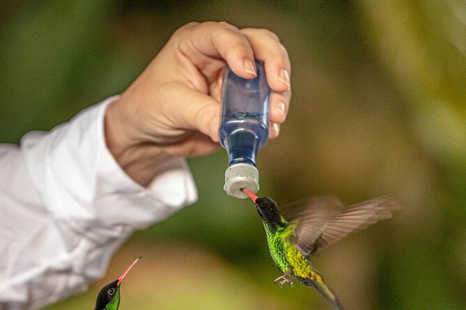 Rockland Bird Sanctuary plus Montego Bay Highlights & Shopping Private Tour - The mountain drive and private vehicle