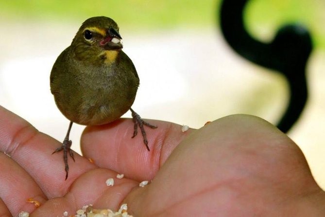 Rockland Bird Sanctuary Tour [Transportation] Hotel Pick-Up - Jamaican Birds You May See