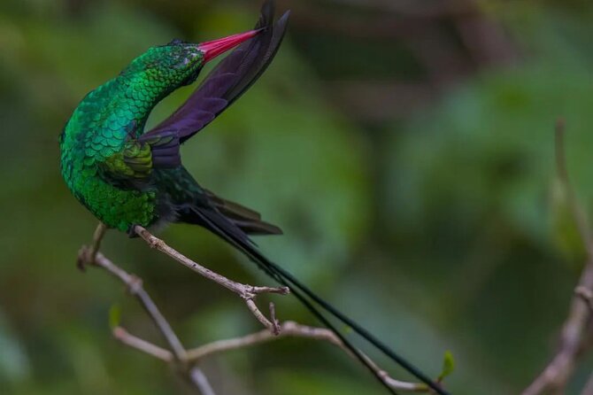 Rocklands Bird Sanctuary and Montego Bay Highlights - The drive through Anchovy and the Montego Bay view