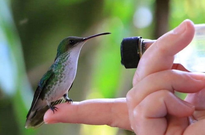 Rocklands Bird Sanctuary and Montego Bay Highlights - What the 1 hour and 30 minute stop feels like