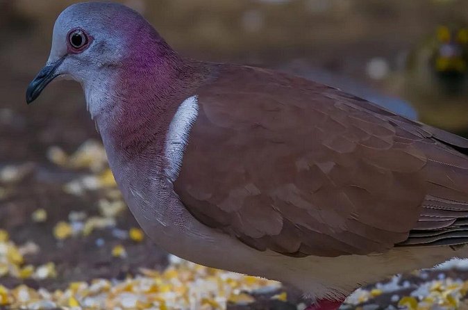 Rocklands Bird Sanctuary and Montego Bay Highlights - Private transport changes the value of the trip