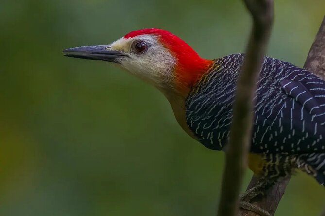 Rocklands Bird Sanctuary and Montego Bay Highlights - The driver can shape the whole outing