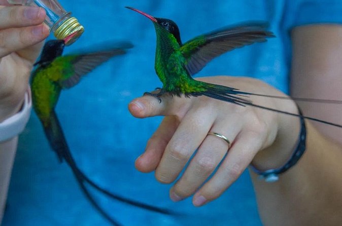 Rocklands Bird Sanctuary and Montego Bay Highlights - Who will enjoy Rocklands most