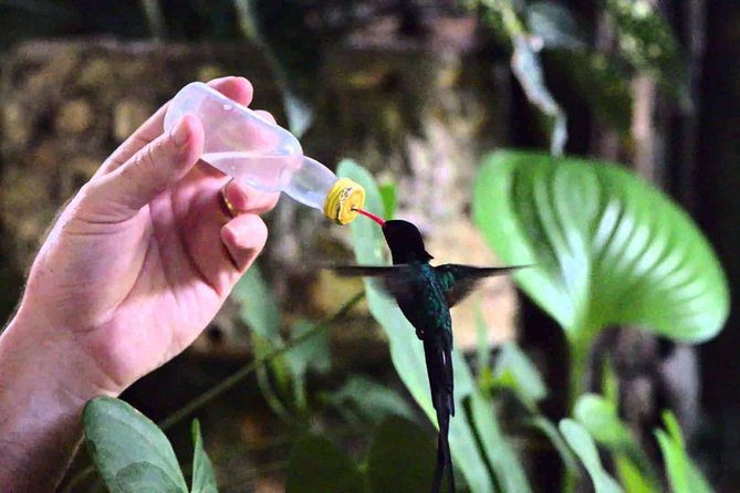 Rocklands Bird Sanctuary & City Highlights plus Shopping from Montego Bay - Why Rocklands Bird Sanctuary is the star