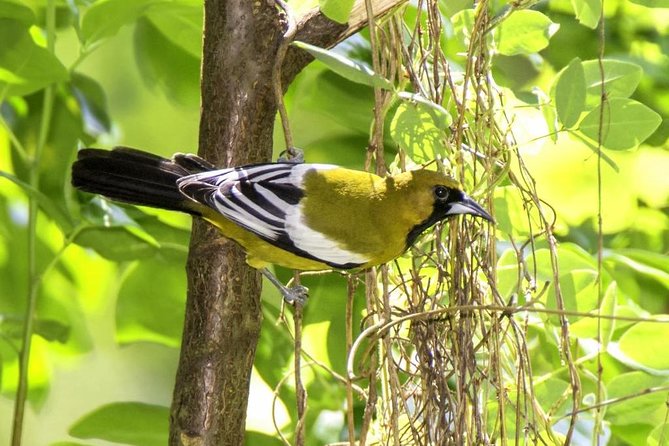 Rocklands Bird Sanctuary & City Highlights plus Shopping from Montego Bay - St. James Parish Church and a practical timing note