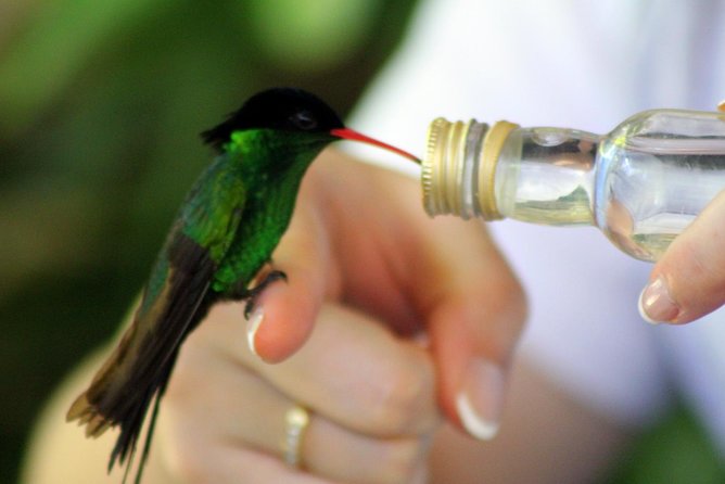Rocklands Bird Sanctuary & City Highlights plus Shopping from Montego Bay - Richmond Hill and the view over Montego Bay
