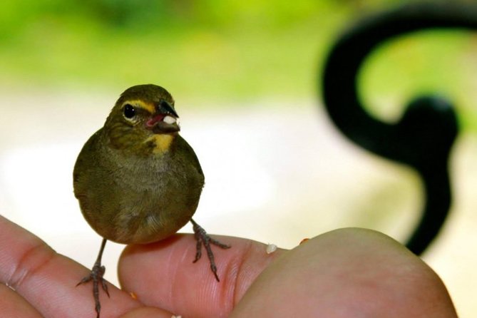 Rocklands Bird Sanctuary & City Highlights plus Shopping from Montego Bay - Is $135 a fair price?