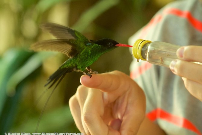 Rocklands Bird Sanctuary & City Highlights plus Shopping from Montego Bay - Who will enjoy this day most?