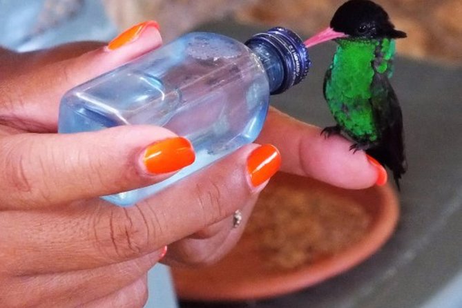 Rocklands Bird Sanctuary & City Highlights plus Shopping from Montego Bay - Starting with Montego Bay’s Hip Strip