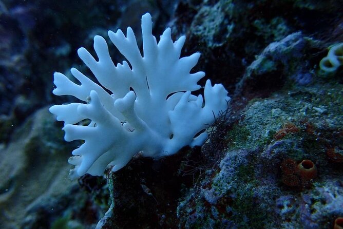 Scuba Diving and shopping on the Hipstrip. - The 20-minute briefing comes first