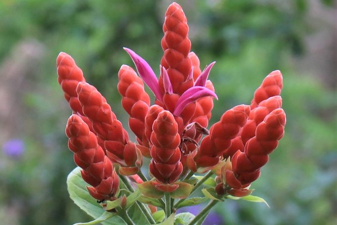 Skip the Line: Ahhh Ras Natango Gallery and Garden Admission Tickets - Timing your visit from Montego Bay